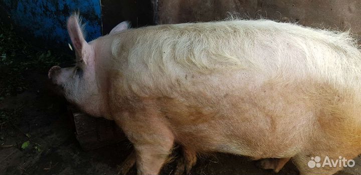Продам хряка