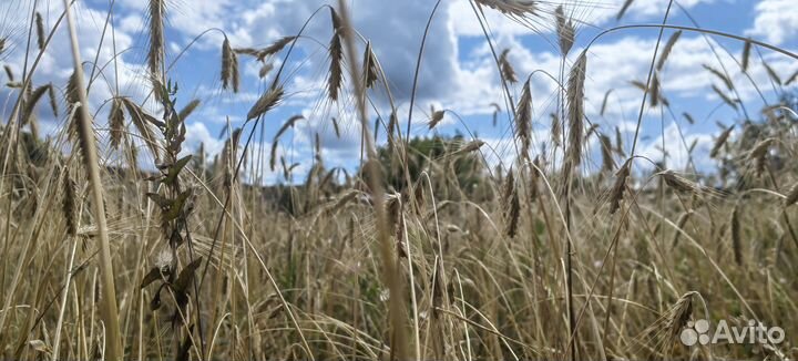 Рожь колоски