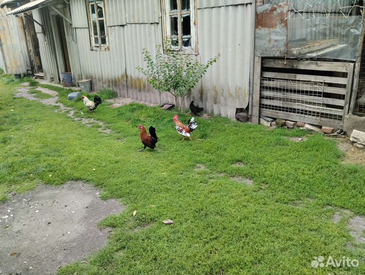Декоративные курицы