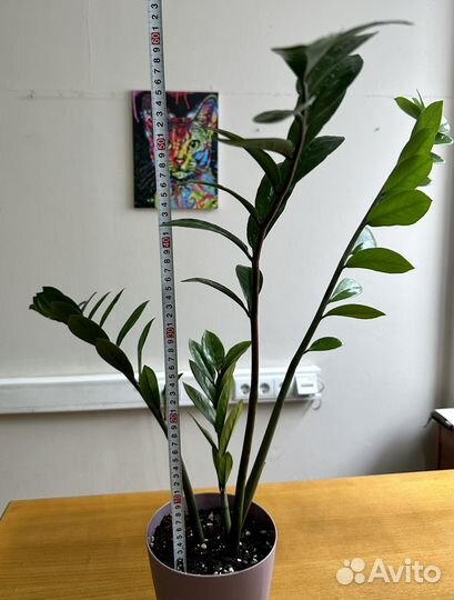 Замиокулькас