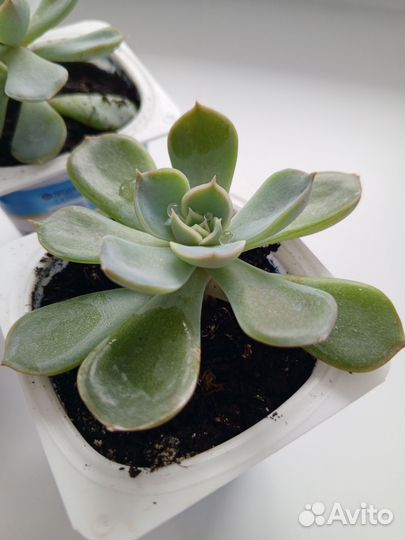 Продам суккуленты