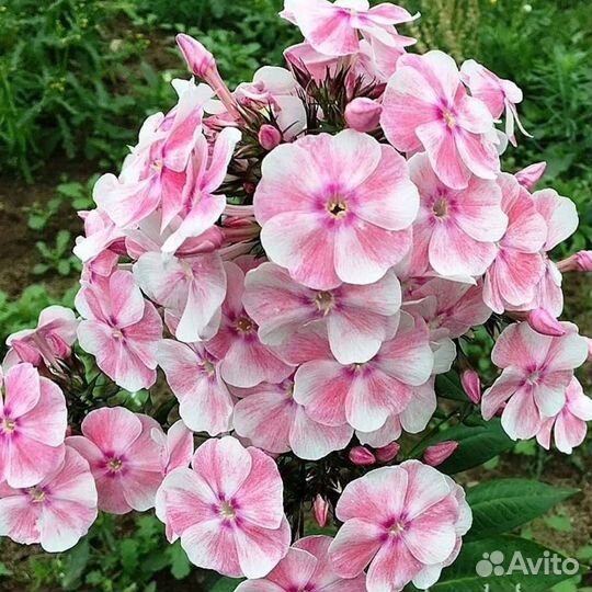 Сортовые Флоксы