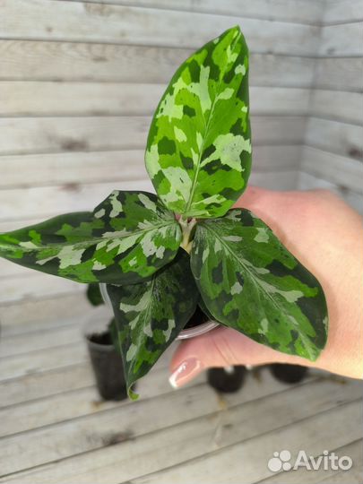 Аглаонема пиктум триколор камуфляж