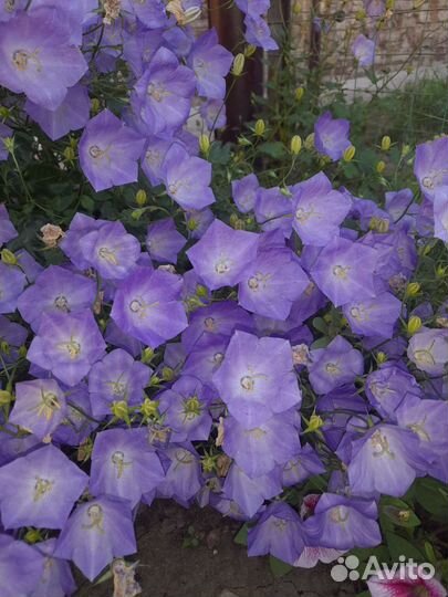 Цветы многолетники