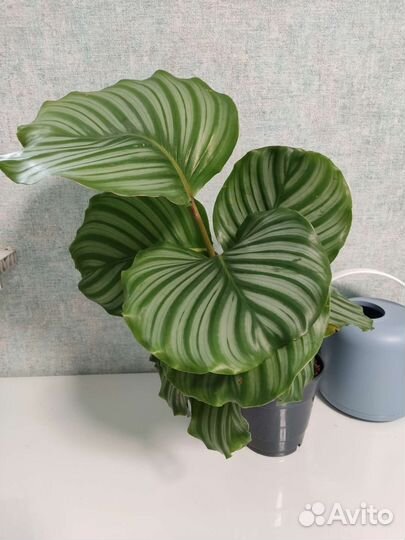 Калатея орбифолия/лансифолия