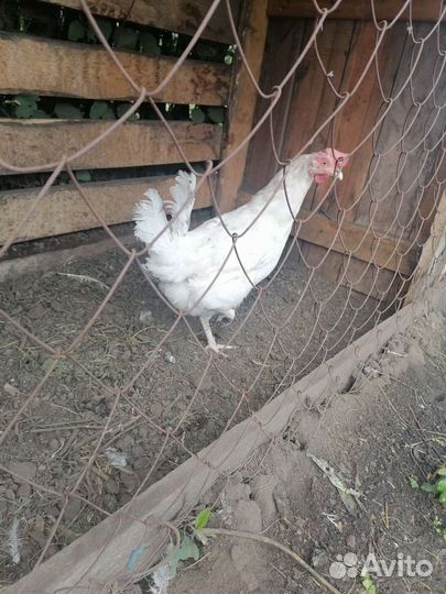 Куры несушки