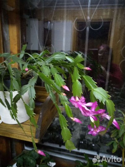 Многолетние кустарники