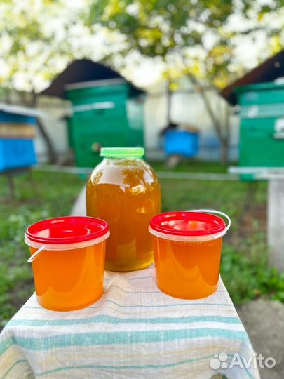 Мёд 2023 года(05.08.2023)