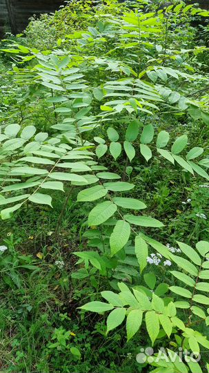 Саженцы Барбарис, Манжурский орех, Лещина