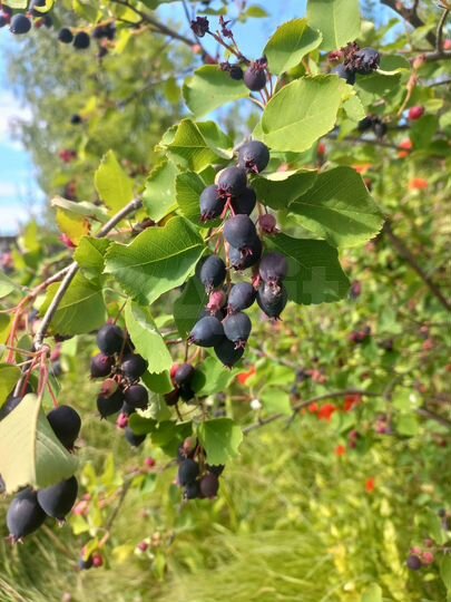 Дача 60 м² на участке 6 сот.