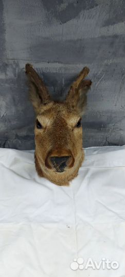 Чучела животных