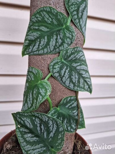 Монстера Дубиа