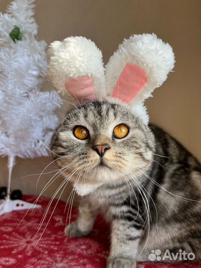 Британский кот