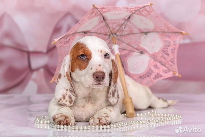 Стандартная такса окрас пайболд