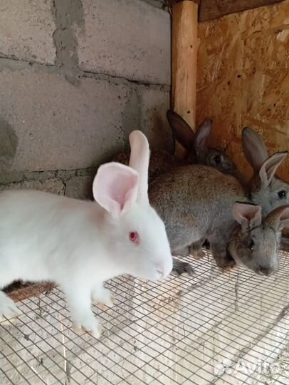 Кролики мясных пород