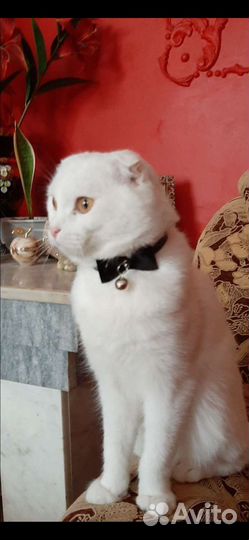 Шотландский кот вязка
