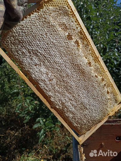 Медочек ммммм нямкаБонусы при покупке от 3х лтров