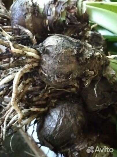 Гиппеаструм