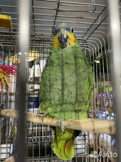 Венесуэльский Амазон попугай