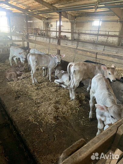 Бычки швицы