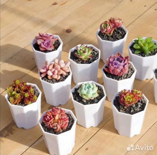 Горшок для цветов фиалок, кактусов и суккулентов