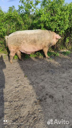 Продам кабана