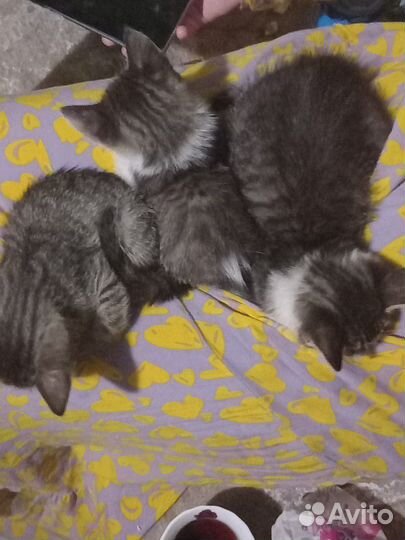 4 котят, 2 мальчика, 2 девочки, в добрые руки