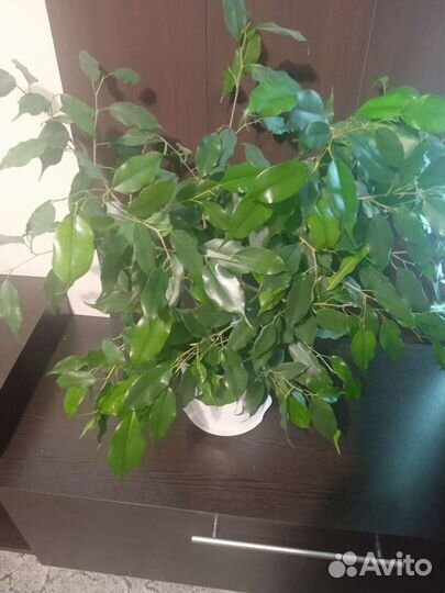 Фикус бенджамина