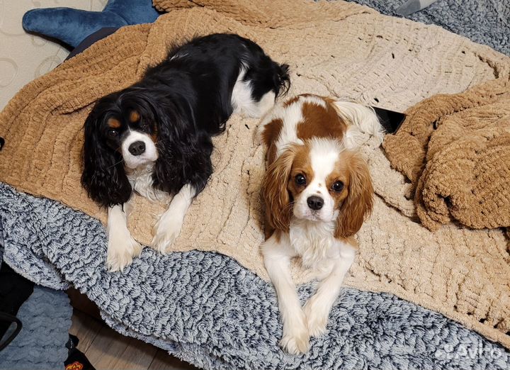 Передержка кавалер Кинг Чарльз спаниель