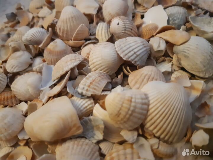 Мелкие ракушки