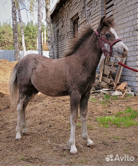 Жеребчик пони