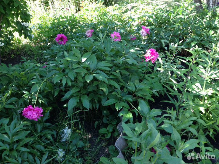 Садовые цветы