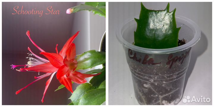 Шлюмбергеры сортовые