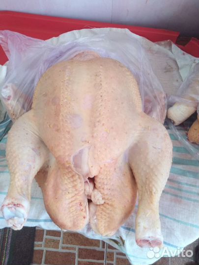 Мясо домашней курицы (бройлера)