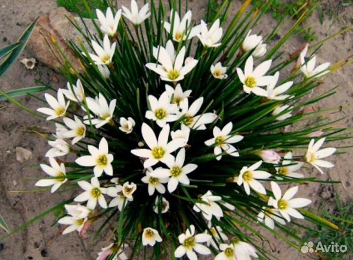 Зефирантес выскочка