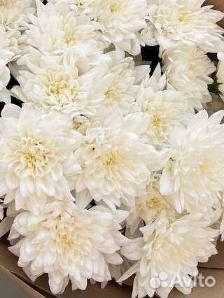 Хризантема кустовая