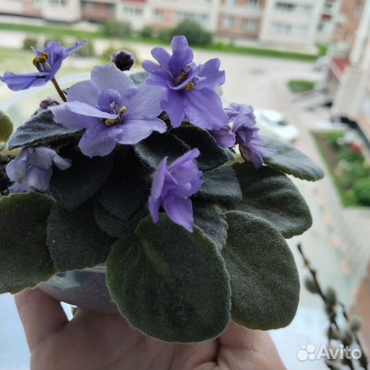 Детка сортовой фиалки