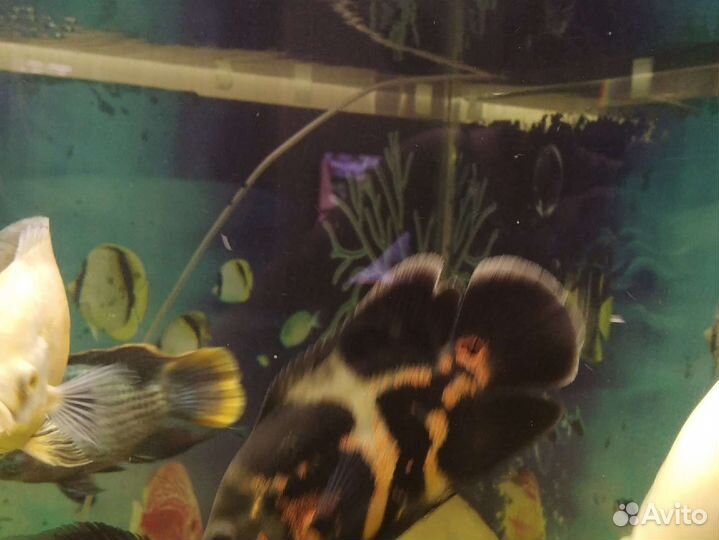 Аквариумные рыбки