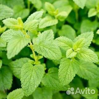 Мята и мелисса