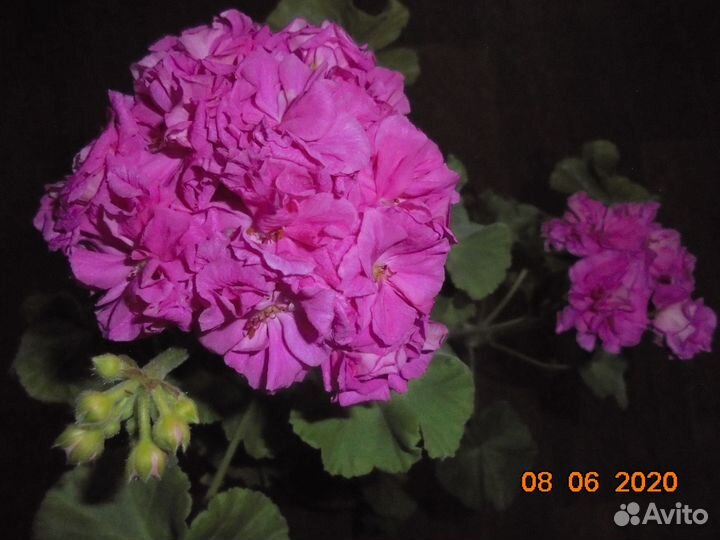 Комнатные цветы