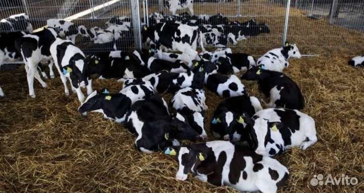 Бычки для откорма