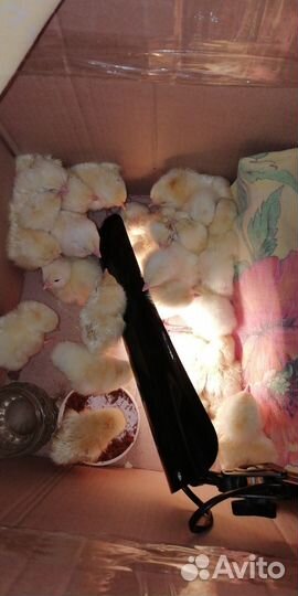 Два цыпленка В Добрый курятник