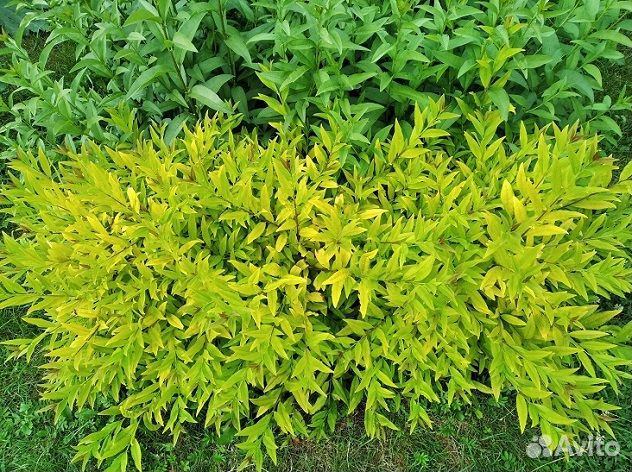 Бирючина золотистая