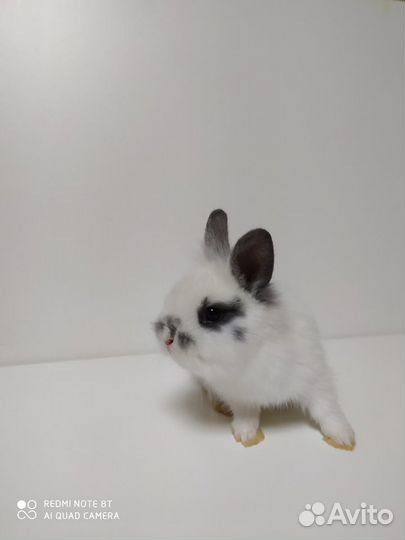 Декоративные крольчата