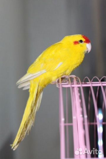 Какарик Желтый