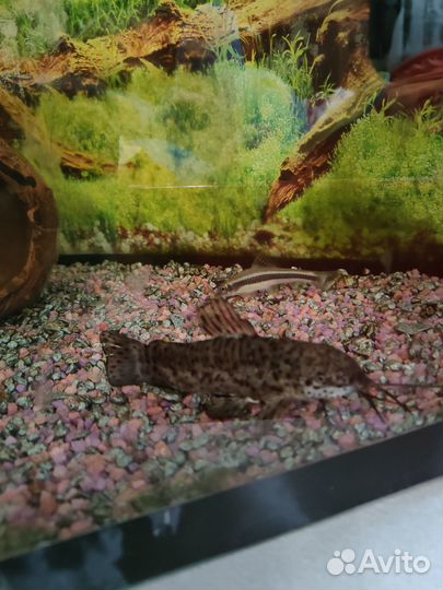 Аквариумные рыбки отдам бесплатно