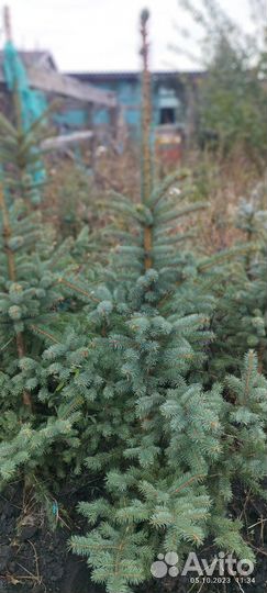 Саженцы ель голубая