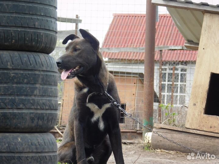 Собака - Гор, король охраны