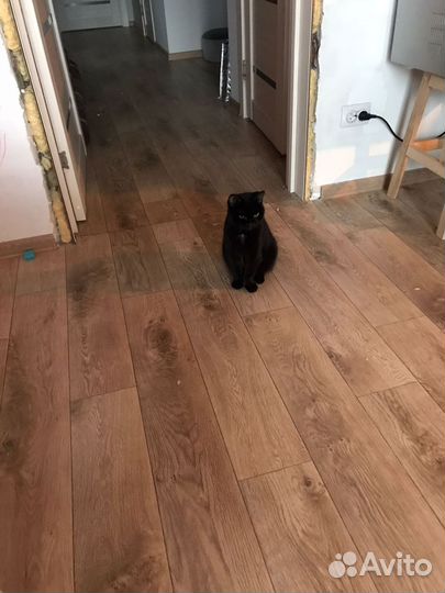 Кошка бобтейл