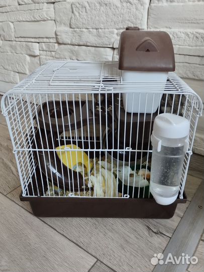 Джунгарский хомяк с клетко